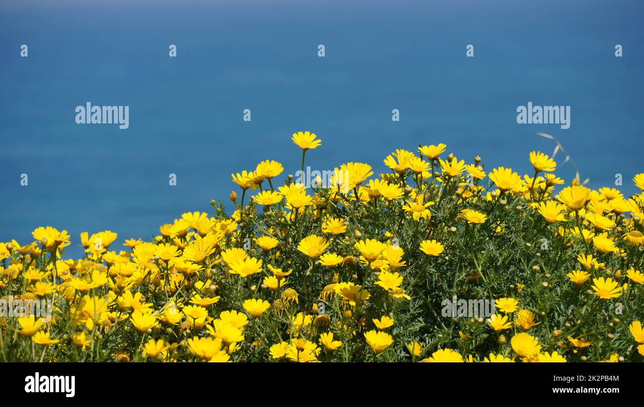 Gelbe wilde Chrysanthemen. Blühende Chrysanthemen im Frühjahr in Israel Stockfoto