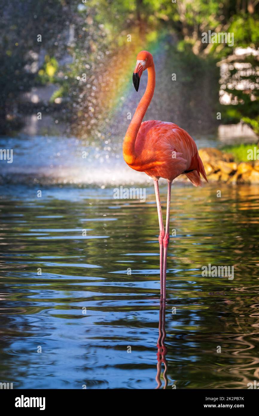 Einzelner isolierter Flamingo-Vogel, der im Wasser steht, mit Regenbogen im Hintergrund Stockfoto