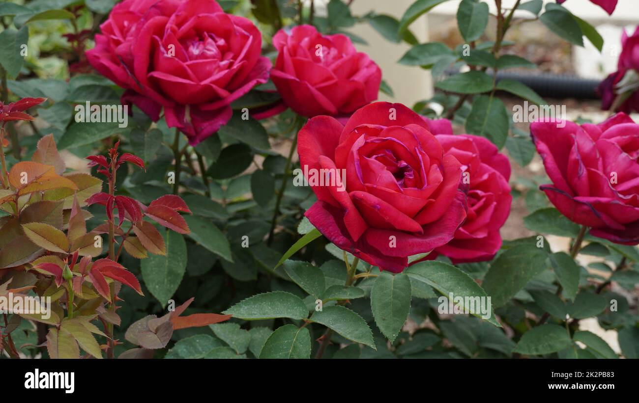 Hybrid-Tee rote Rosen blühen in einem Garten Stockfoto
