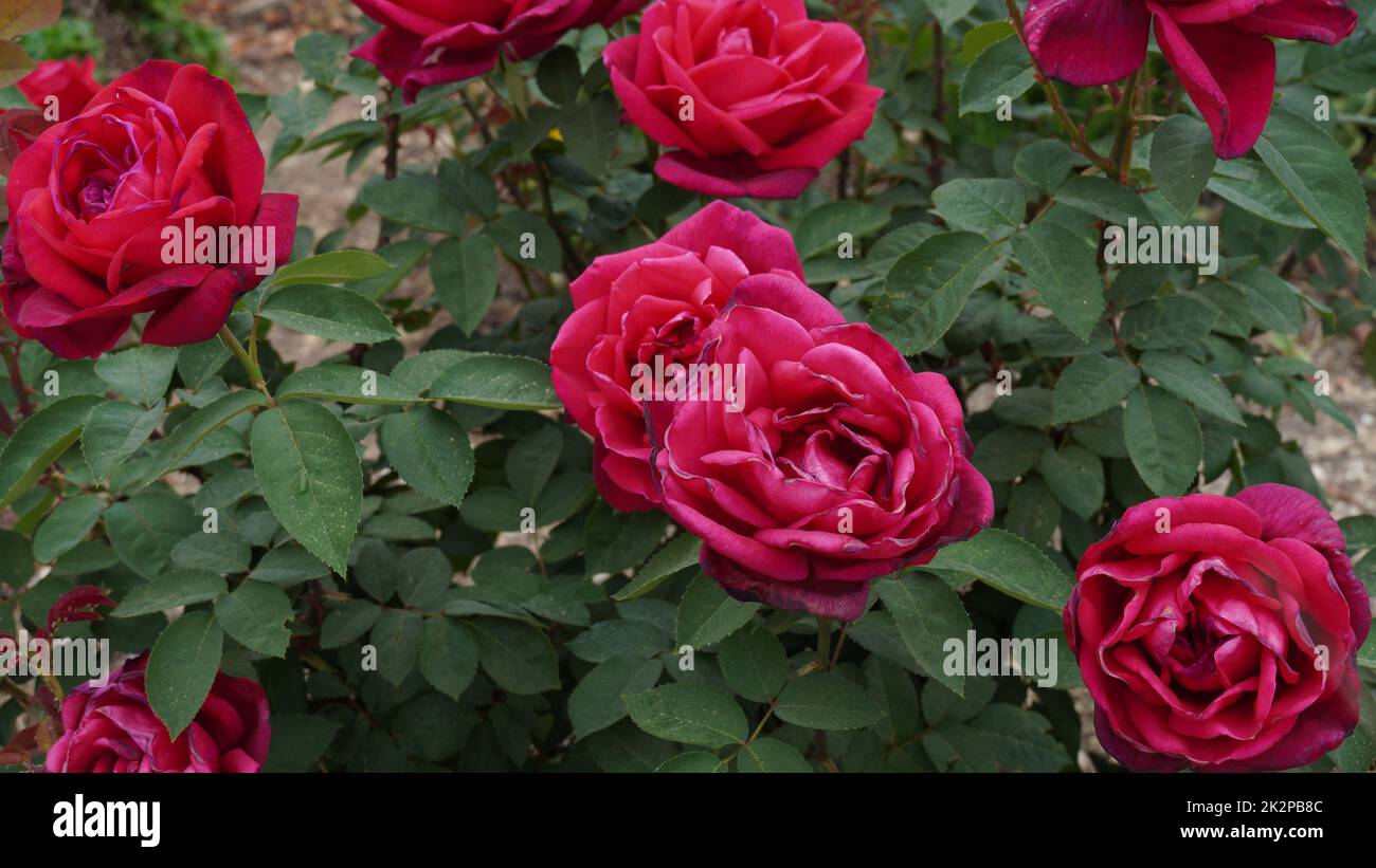 Hybrid-Tee rote Rosen blühen in einem Garten Stockfoto