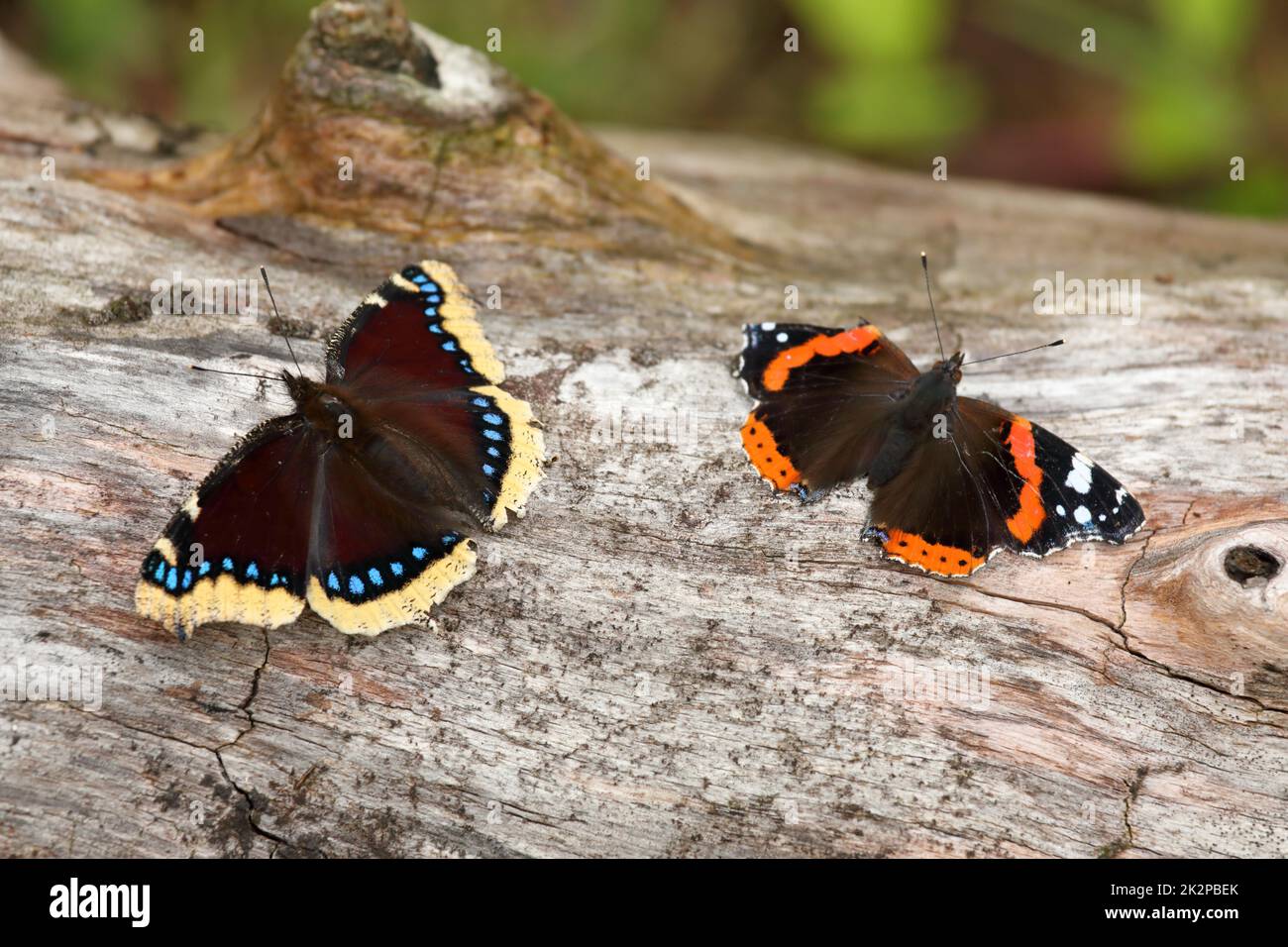Vanessa atalanta - der rote Admiral zusammen mit Nymphalis antiopa - der trauernde Mantel oder die Camberwell-Schönheit Stockfoto