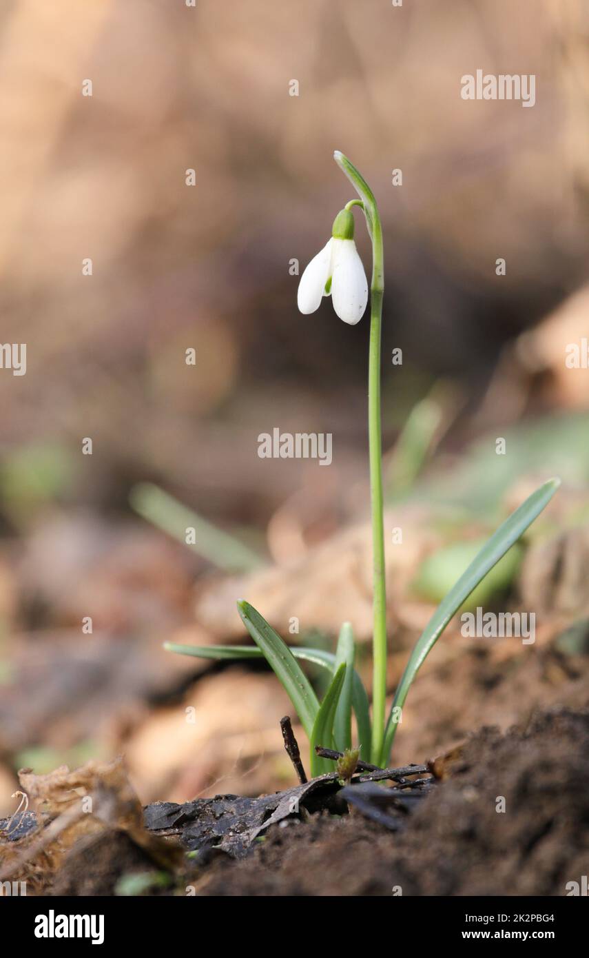 Ein einzelner isolierter Galanthus nivalis, der Schneeglöckchen oder gewöhnliche Schneeglöckchen zu Beginn des Frühlings Stockfoto