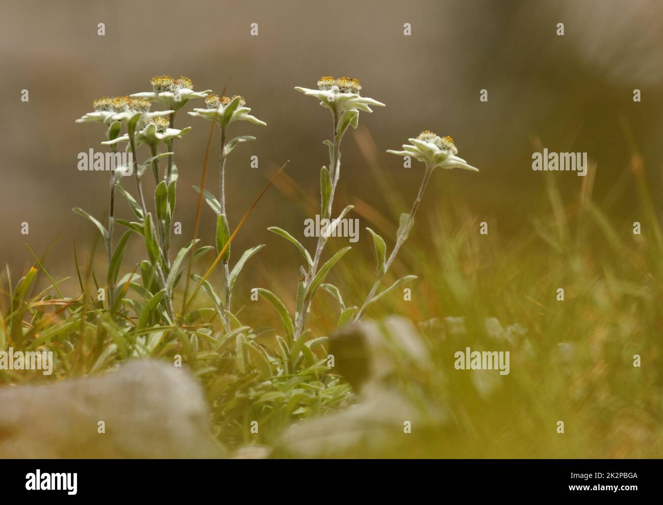 Sehr seltene Edelweiß-Gebirgsblume. Isolierte seltene und geschützte Wildblume - Leontopodium alpinum Stockfoto