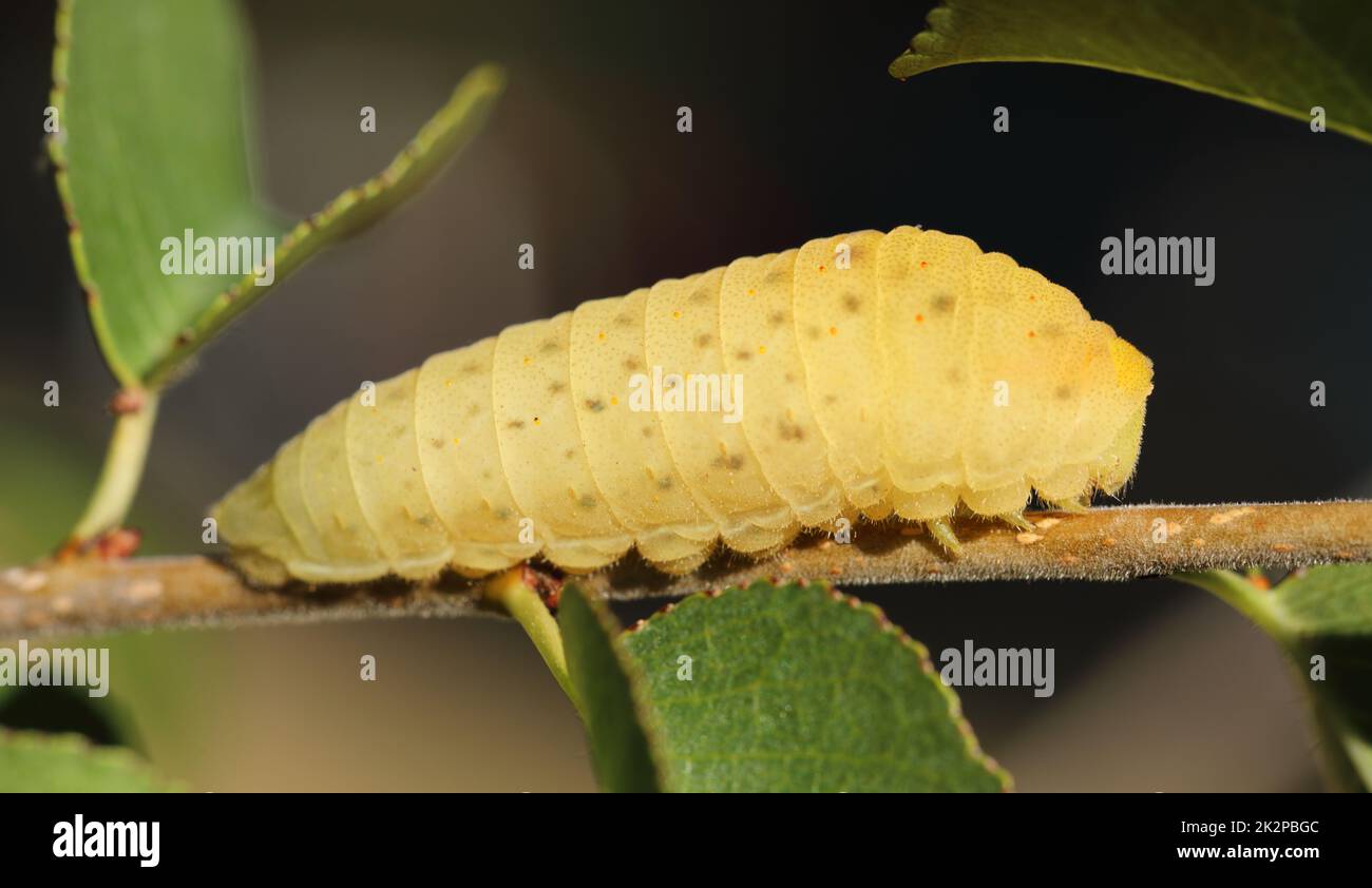 Nahaufnahme der seltenen Schwalbenschwanzlarve - Iphiclides podalirius - mit Tautropfen Stockfoto