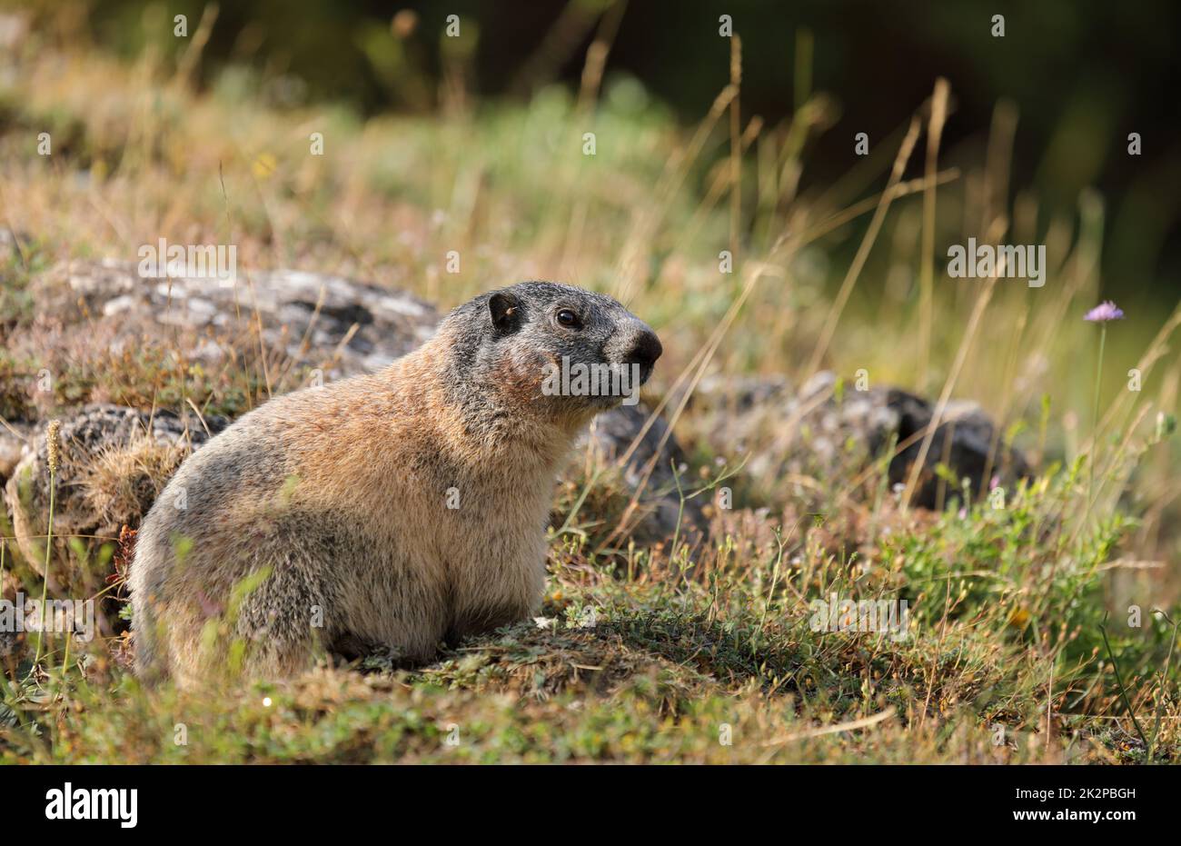 Alpine Murmeltier - Marmota marmota - im Gras sitzend. Schönes Säugetier in seinem natürlichen Lebensraum in den französischen alpen Stockfoto