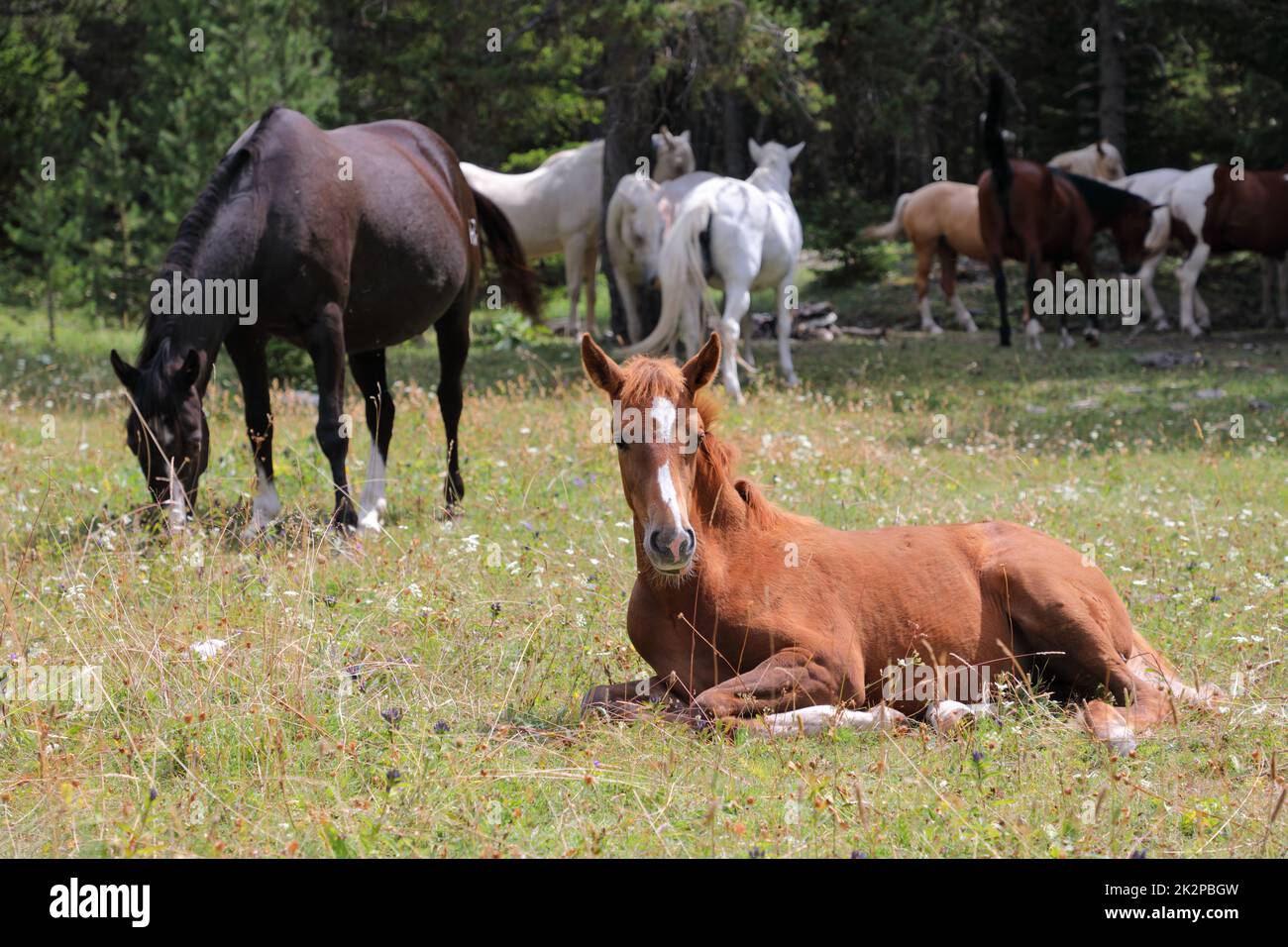Süßes, kleines braunes Fohlen, das auf grünem Gras liegt Stockfoto