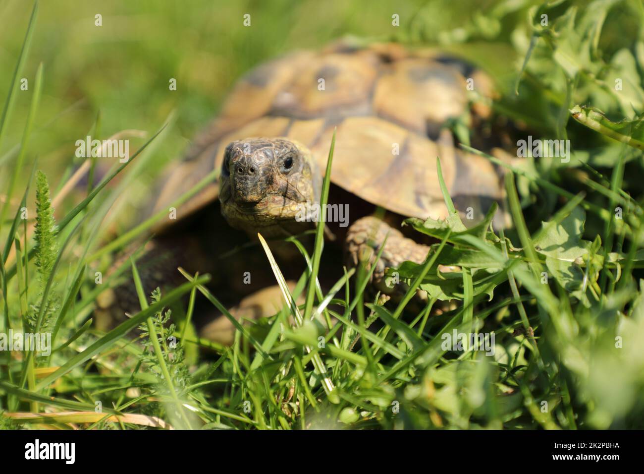 Erwachsene weibliche Hermanni-Schildkröte im grünen Gras Stockfoto