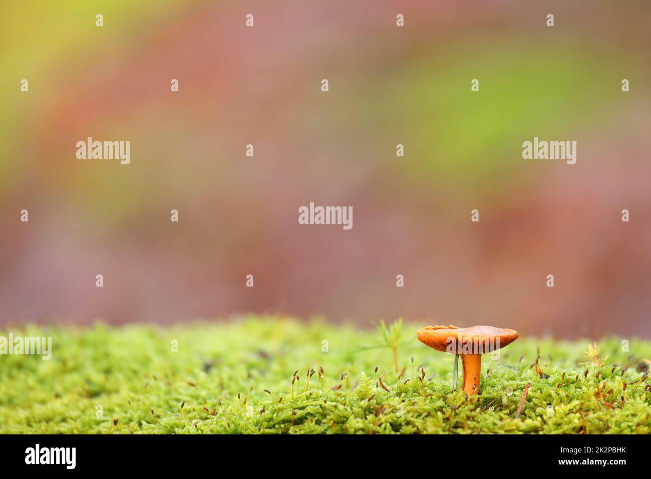 Der einsame Pilz im Wald, Hintergrund Stockfoto