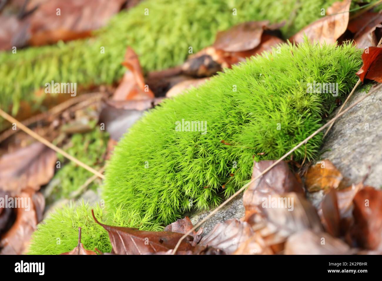 Grünes Moos im Wald mit Blättern im Winter Stockfoto