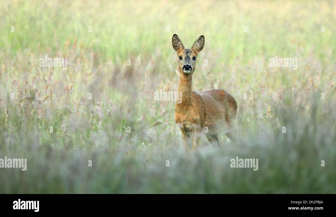 Überraschtes Reh, Capreolus capreolus, Feen, die von vorne in die Kamera schauen Stockfoto