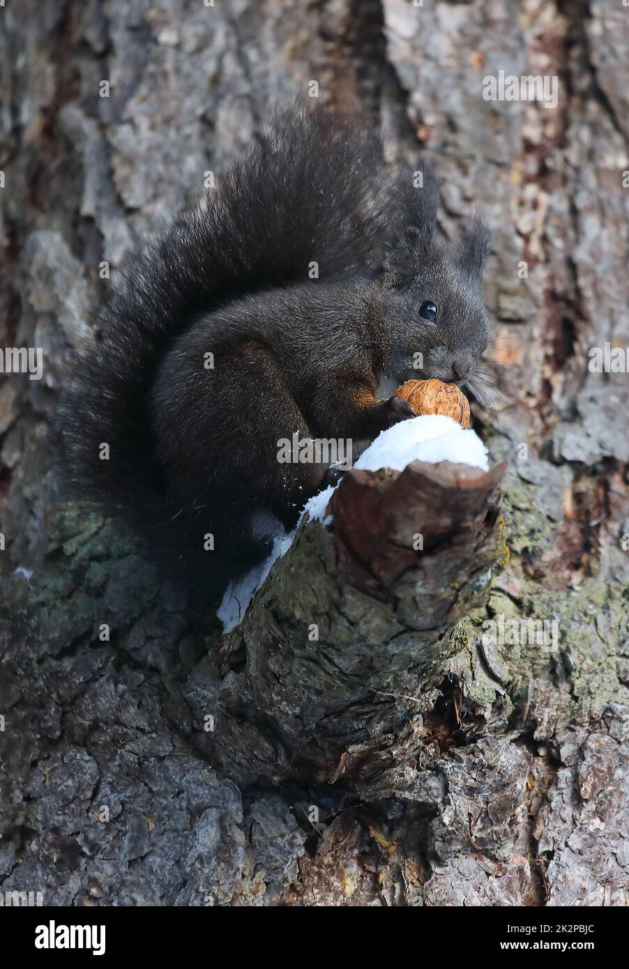 Eichhörnchen - Sciurus vulgaris - auf einem Baum, der eine Nuss isst Stockfoto