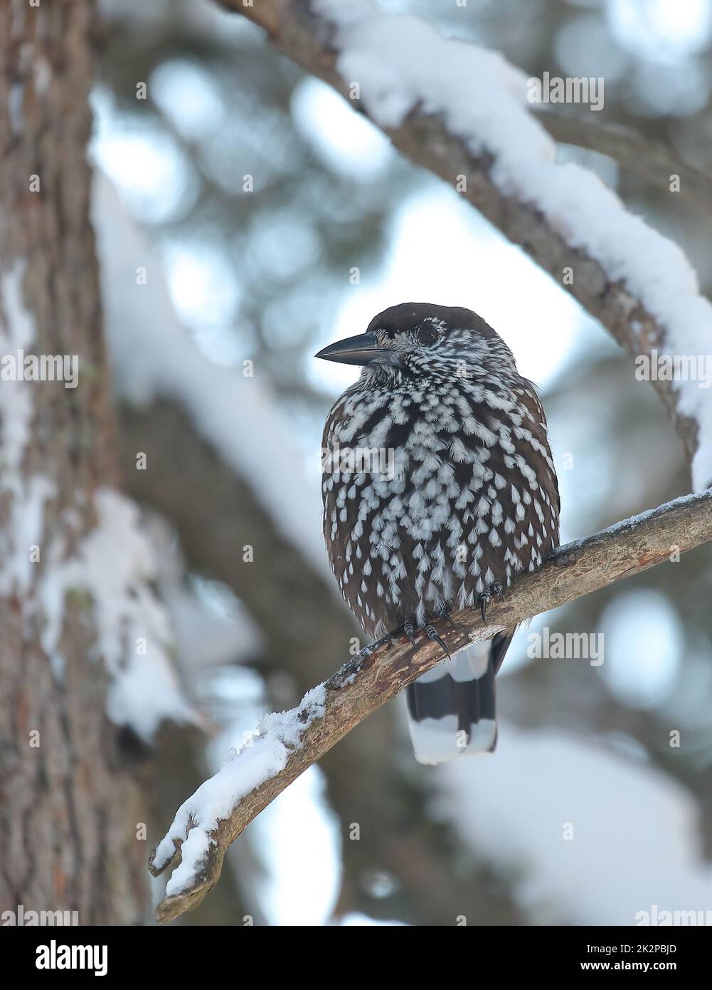 Gefleckter Nussknacker, nucifraga Caryocatactes, der im Winter auf verschneiten Stamm schaut Stockfoto