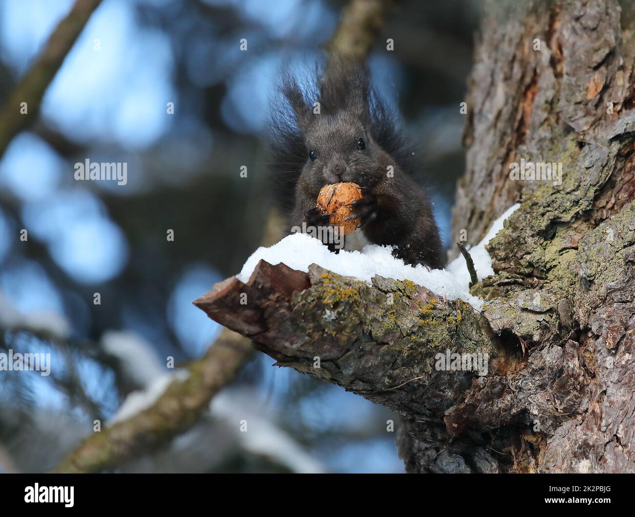 Eichhörnchen - Sciurus vulgaris - auf einem Baum, der eine Nuss isst Stockfoto