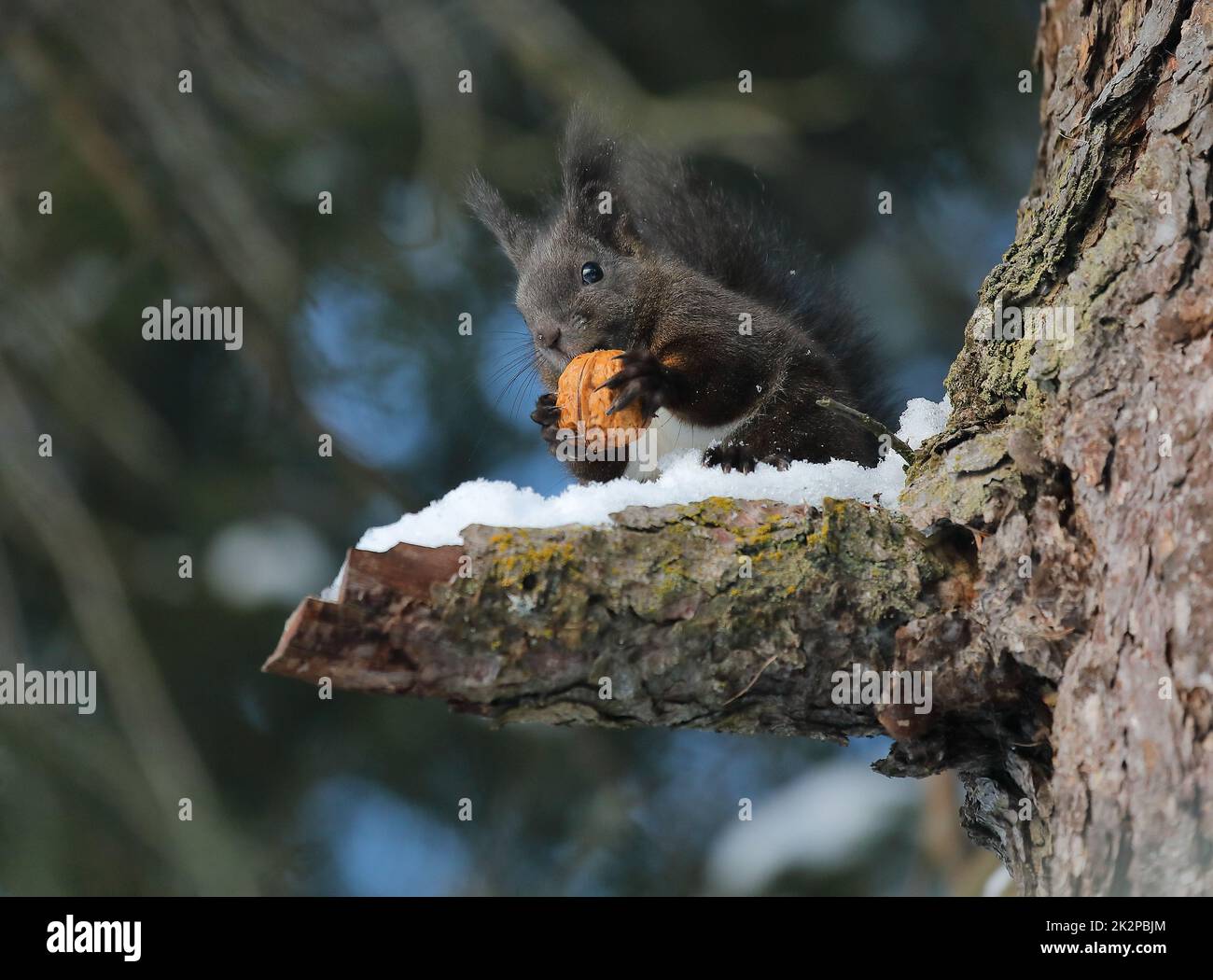 Eichhörnchen - Sciurus vulgaris - auf einem Baum, der eine Nuss isst Stockfoto