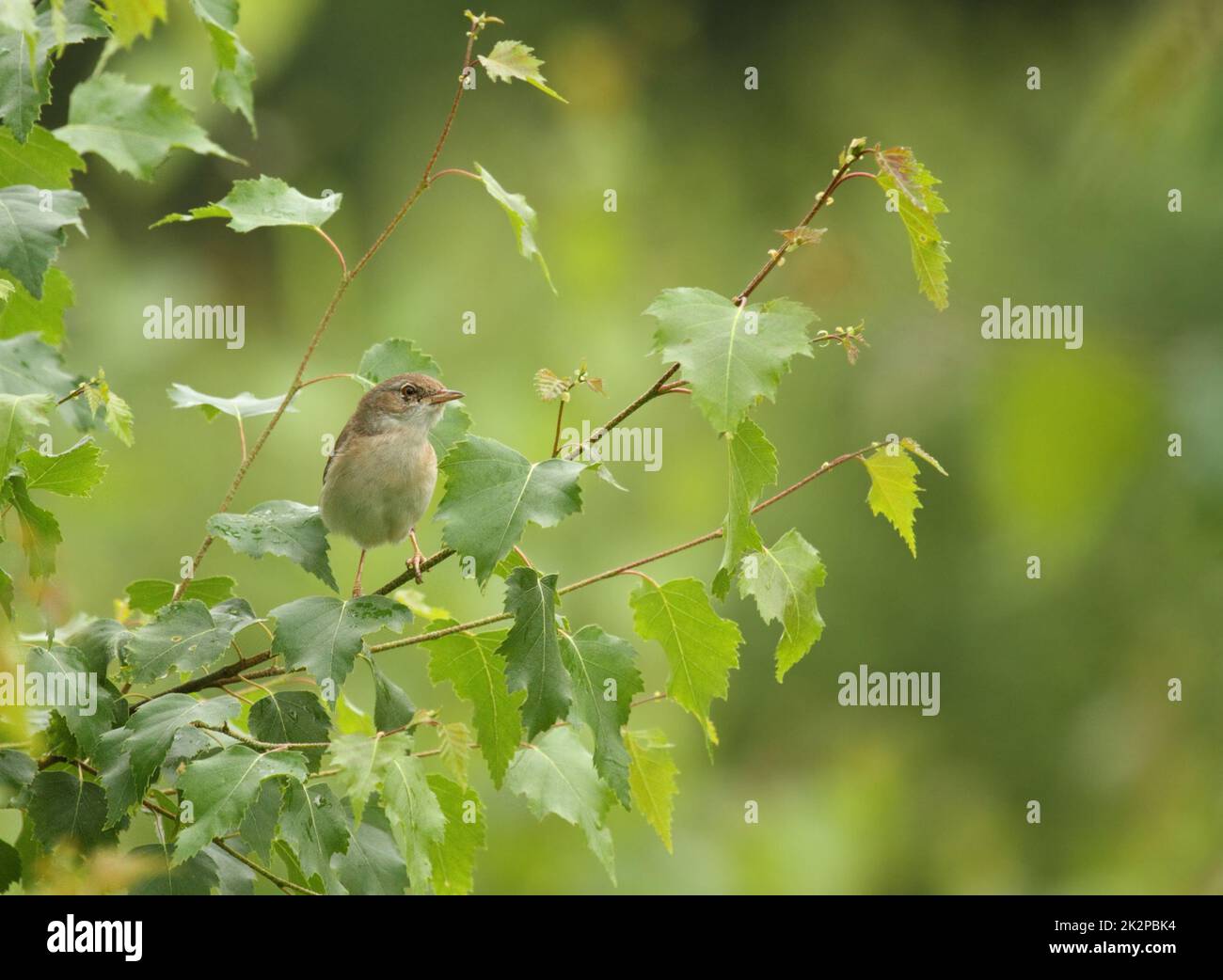 Rotkehlchen - Curruca communis - in natürlichem Lebensraum Stockfoto