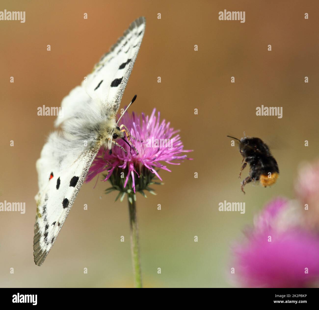 Der Schmetterling Apollo - parnassius apollo - auf einer Blume mit Maurerbiene, die vorbeifliegt Stockfoto