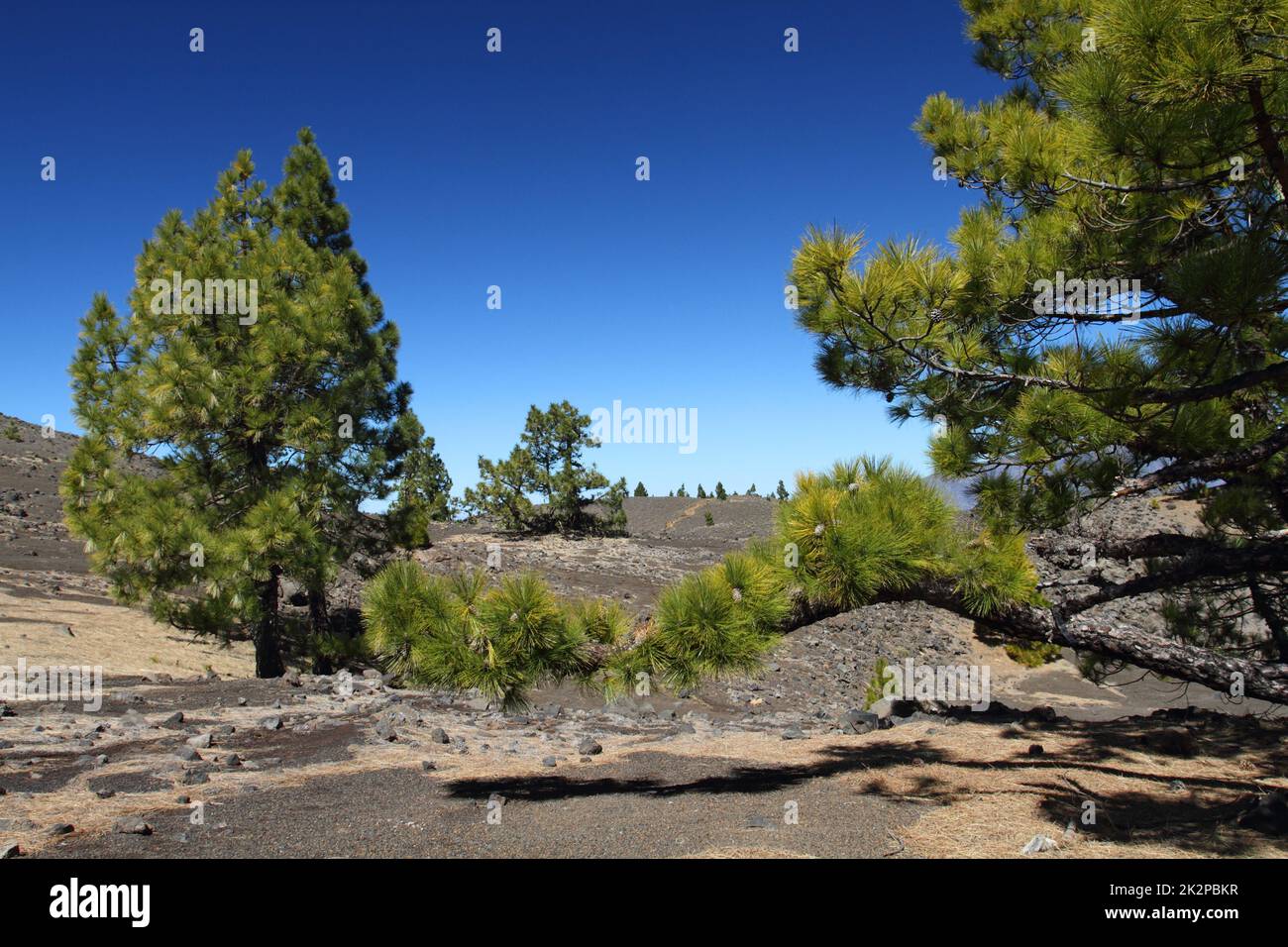 Vulkanische Landschaft mit üppigen grünen Kiefern, Insel La Palma, Kanarische Inseln, Spanien, blauer Himmel im Hintergrund Stockfoto