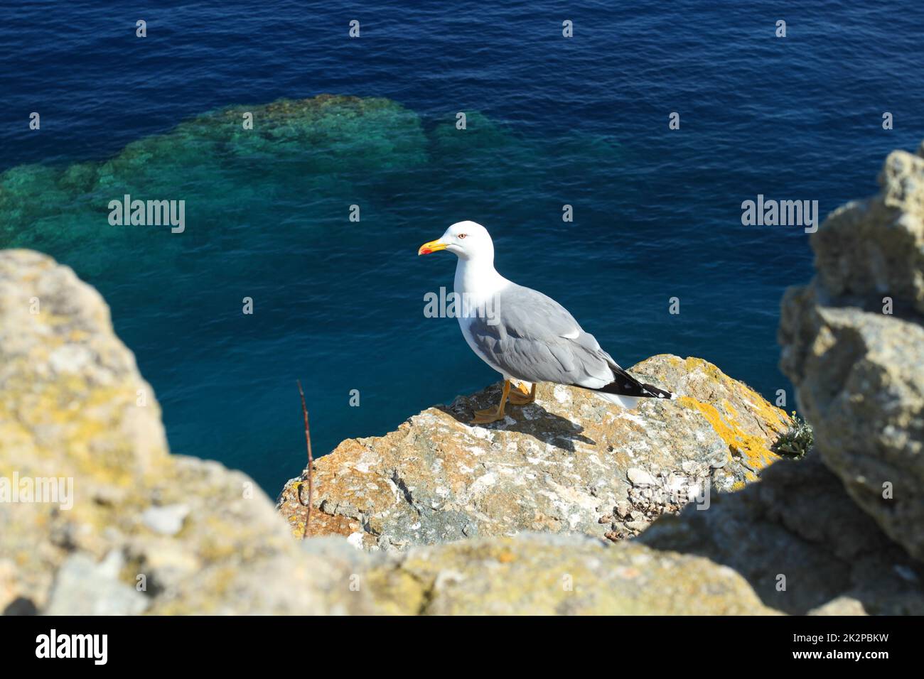 Im hellen Sonnenlicht steht eine Möwe auf Felsen vor dem wunderschönen türkisblauen Meer Stockfoto