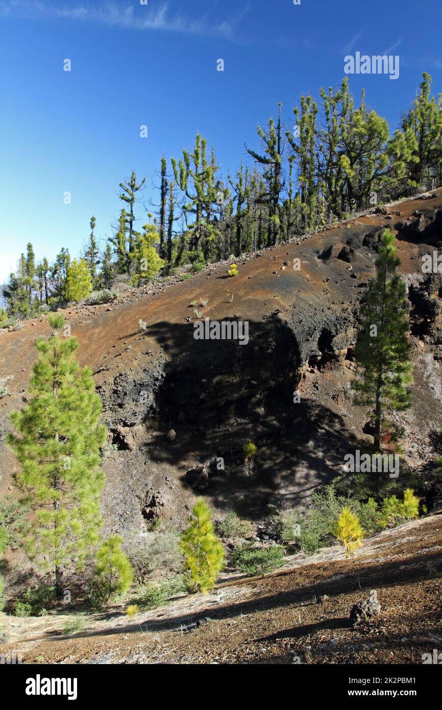 Vulkanische Landschaft mit üppigen grünen Kiefern, Insel La Palma, Kanarische Inseln, Spanien, blauer Himmel im Hintergrund Stockfoto