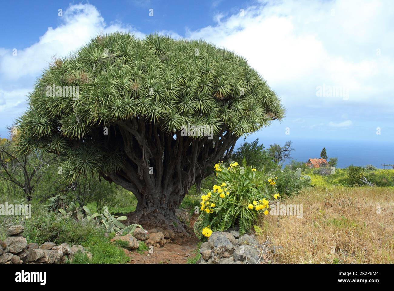 Großer Drachenbaum auf der Insel La Palma, Kanarische Inseln Stockfoto
