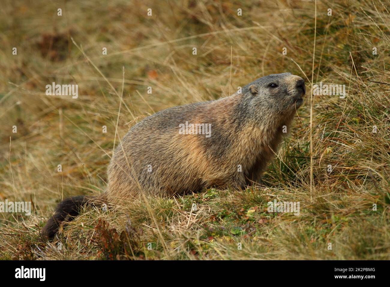 Alpine Murmeltier - Marmota marmota - im Gras sitzend Stockfoto