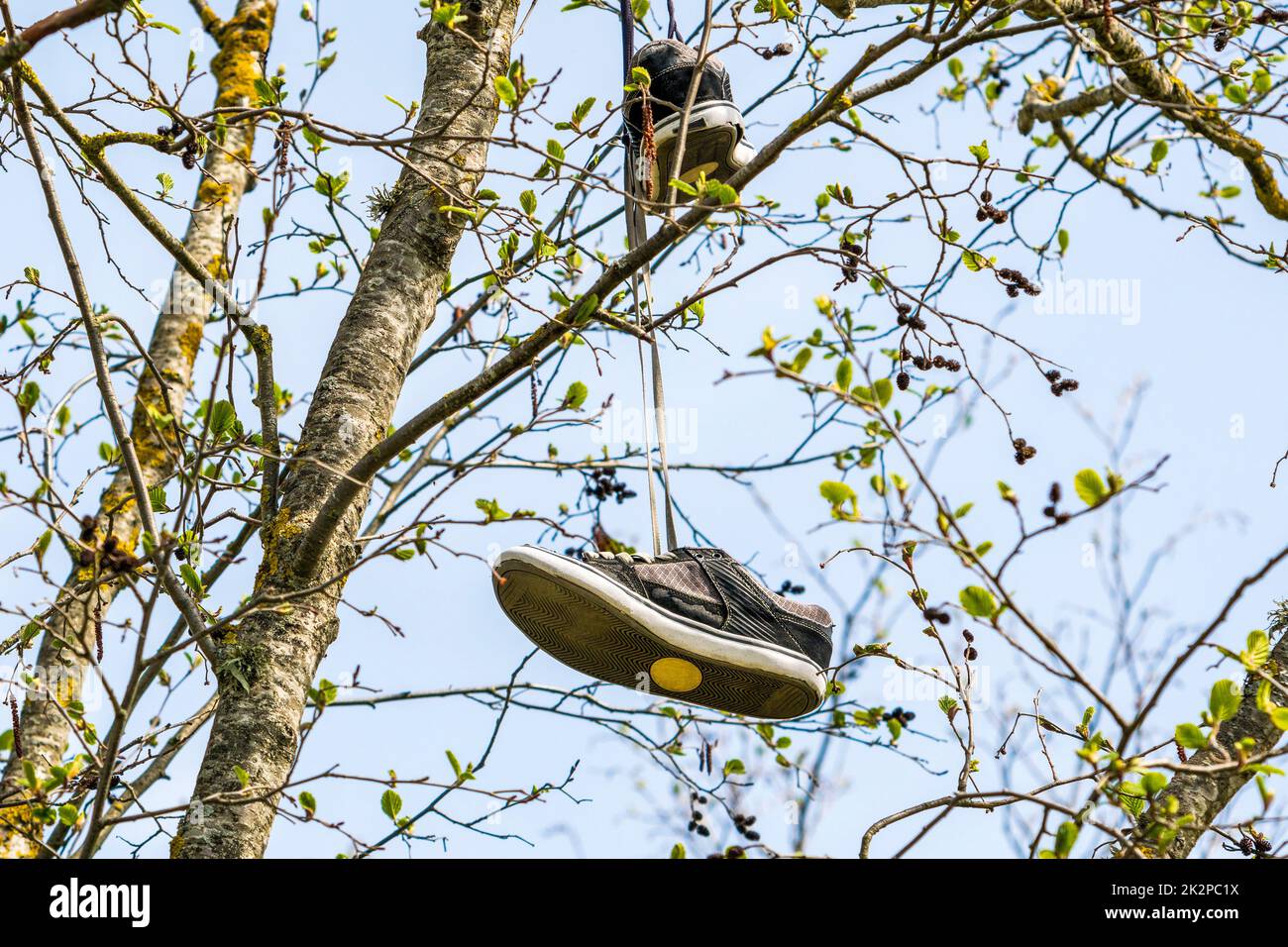 Abgenutzte braune Turnschuhe hängen an Schnürsenkeln an einem Ast Stockfoto
