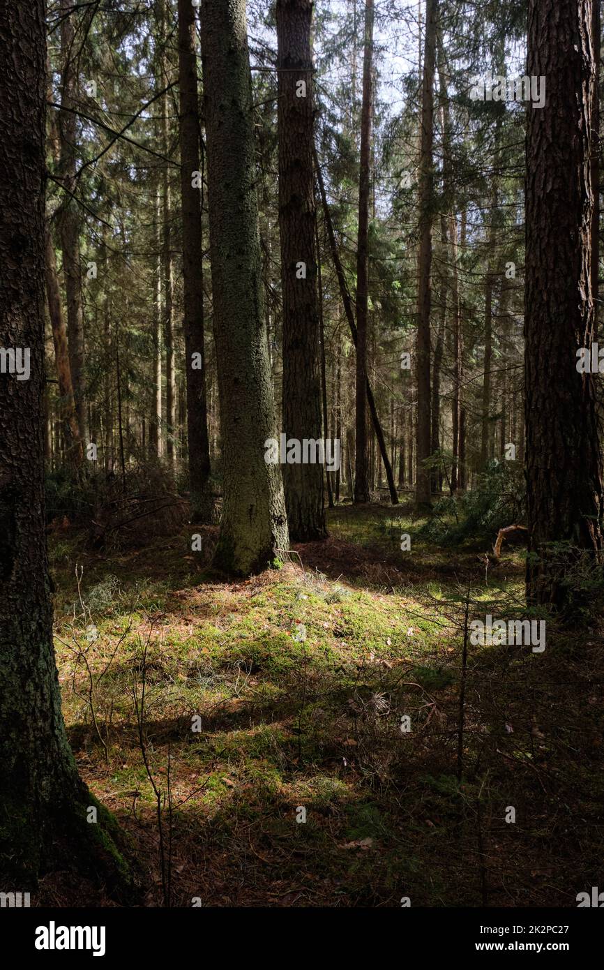 Frühlingszeit Nadelholzstangen in der Sonne Stockfoto