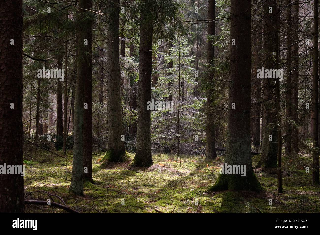 Frühlingszeit Nadelholzstangen in der Sonne Stockfoto