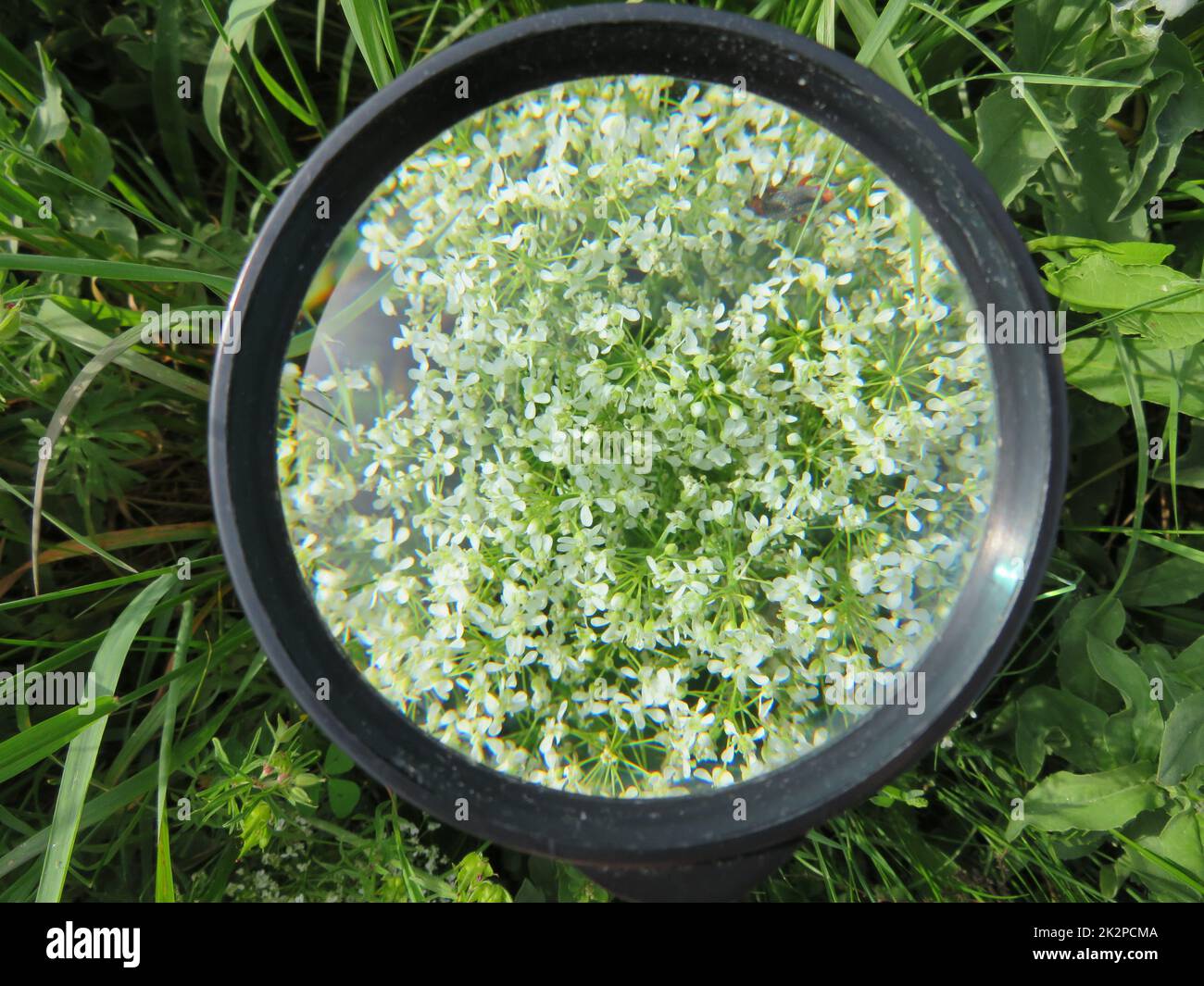 Lupe Vergrößerung Größe Vision Glas Foto Stockfoto