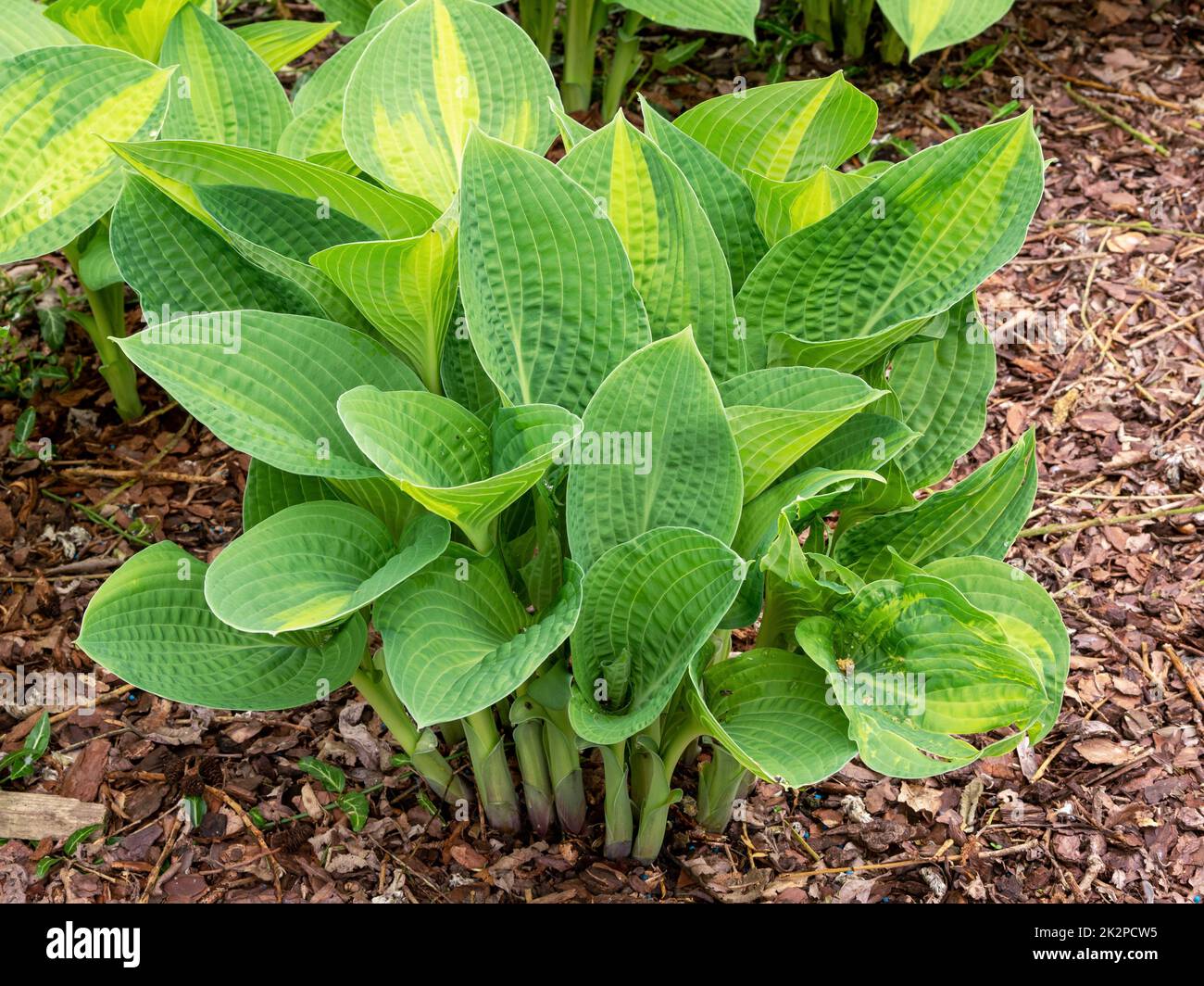 Hosta Wegerich Lilie Pflanze, Sorte Pauls Ruhm, im Frühjahr Stockfoto