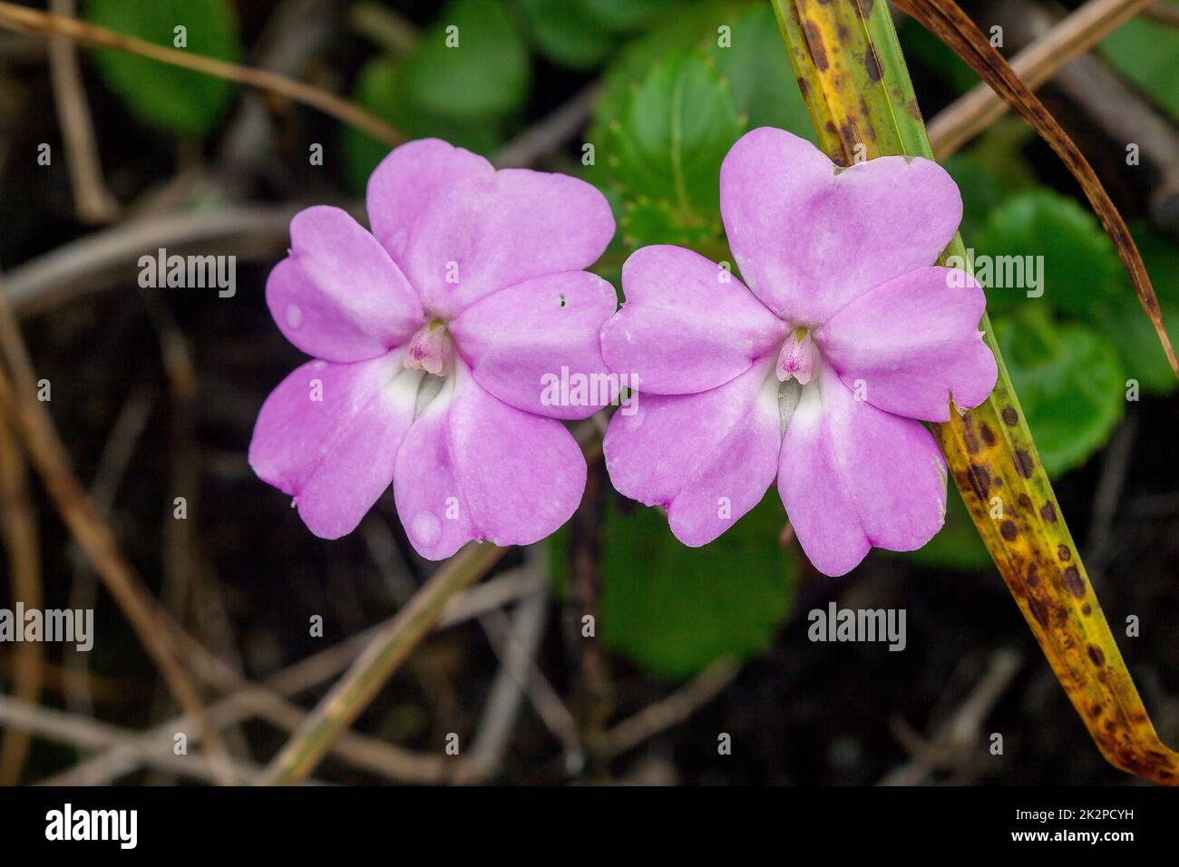 Impatiens viliflora in der Natur, rosa violette Blüten einzeln oder paarweise ist eine krautige Pflanze mit einer Höhe von bis zu 50 Zentimetern Stockfoto