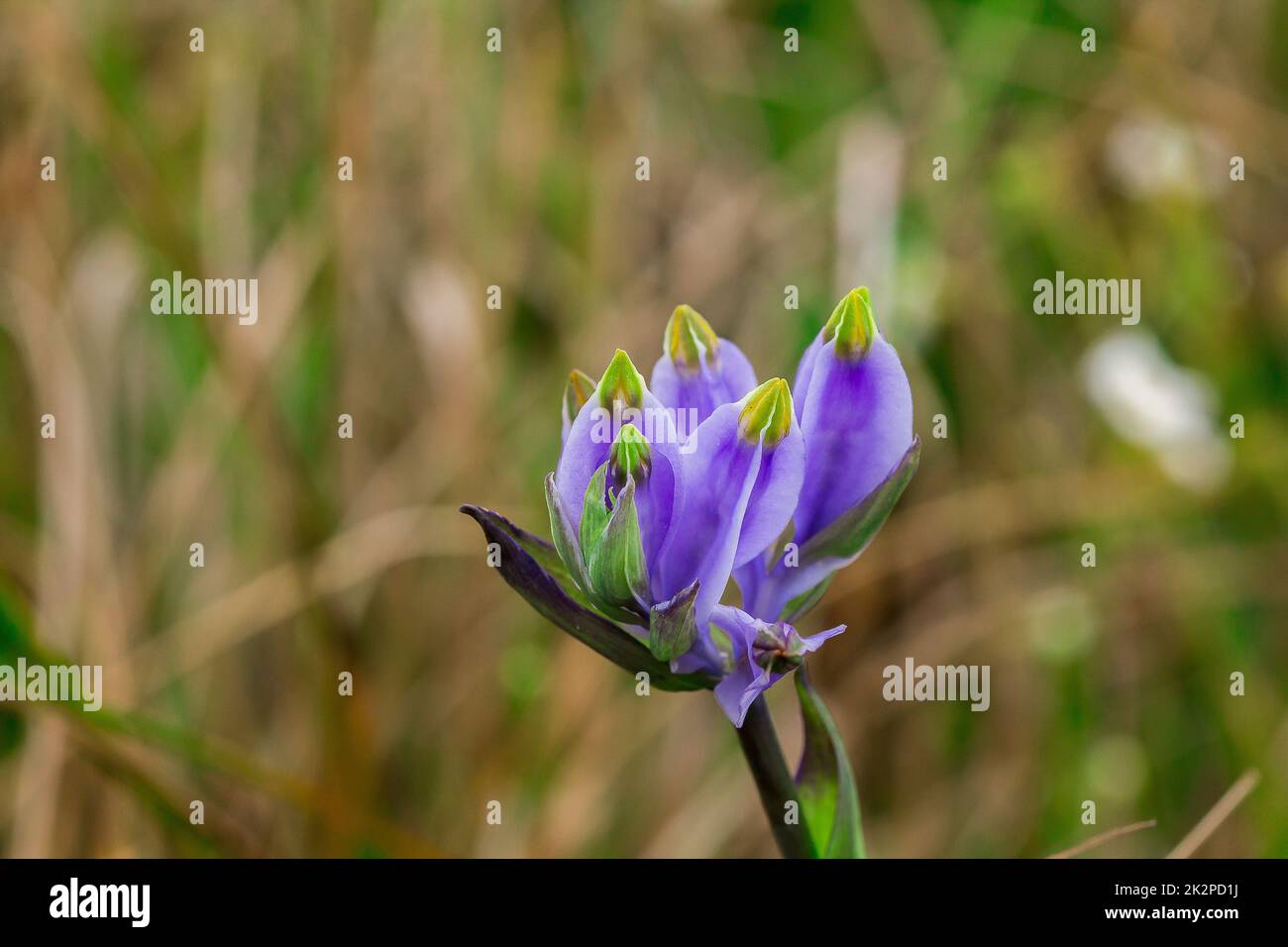 Burmannia desticha ist eine zweijährige Pflanze in der Natur. Die Blüten sind lila bis blau-violett. Der Blütenstand ist 30-60 cm lang. Stockfoto