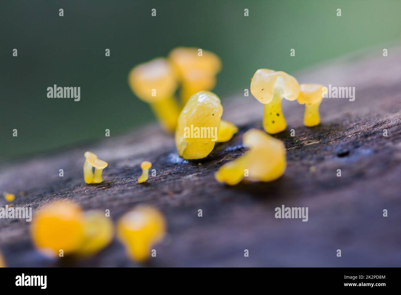 Gelber Pilz auf trockenem Holz im Wald Stockfoto