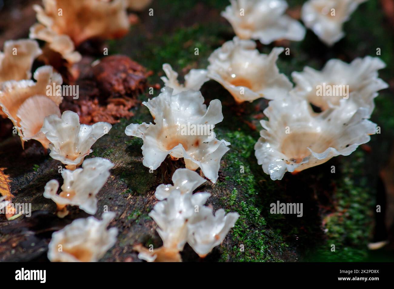 Weiße Wildpilze auf Holz in der Natur mit Feuchtigkeit Stockfoto