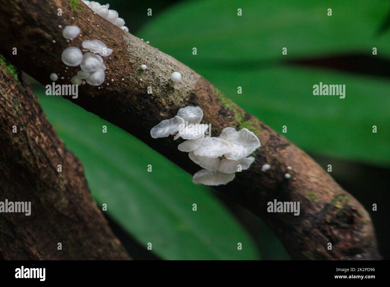 Weiße Wildpilze auf Holz in der Natur mit Feuchtigkeit Stockfoto