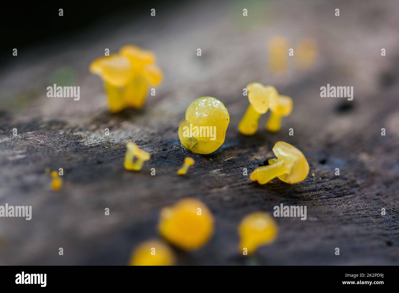 Gelber Pilz auf trockenem Holz im Wald Stockfoto