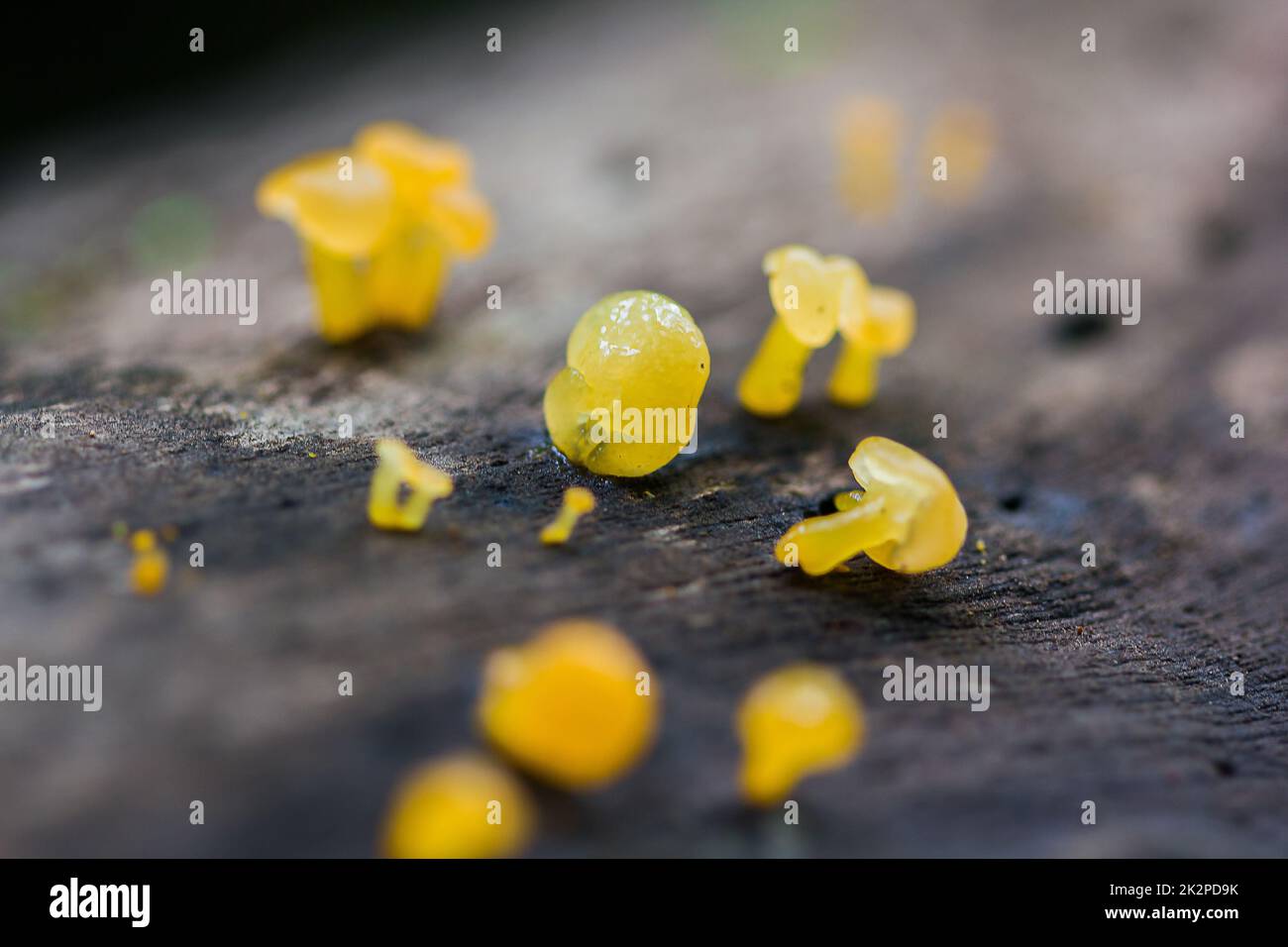 Gelber Pilz auf trockenem Holz im Wald Stockfoto