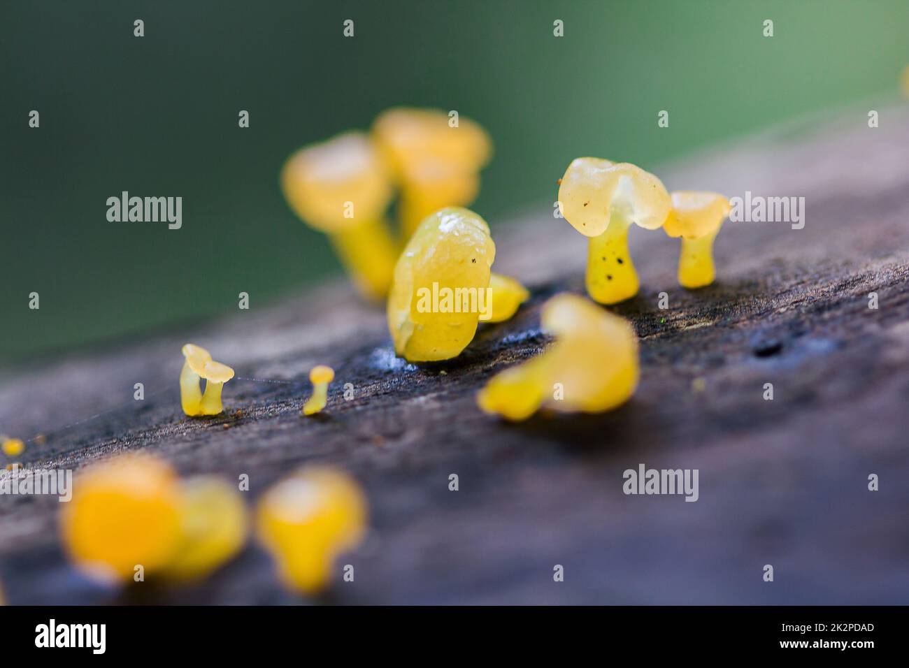 Gelber Pilz auf trockenem Holz im Wald Stockfoto