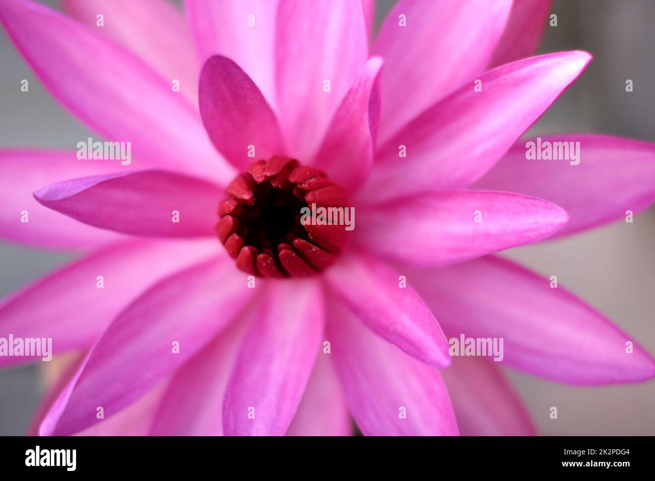 Nahaufnahme des blühenden rosa Lotus Stockfoto