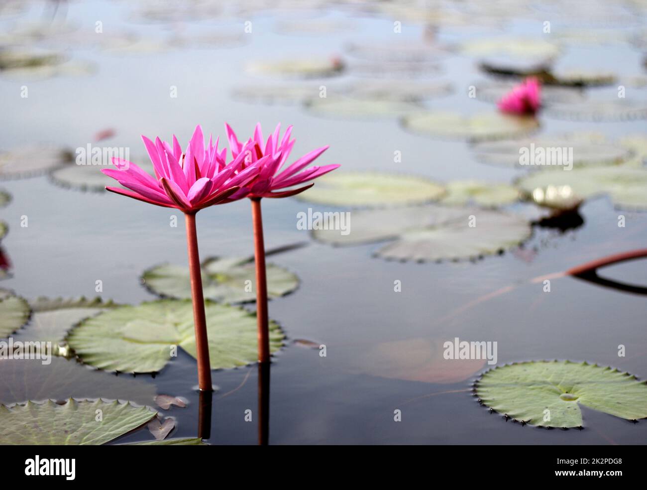 Voller blühender rosa Lotus im See Stockfoto