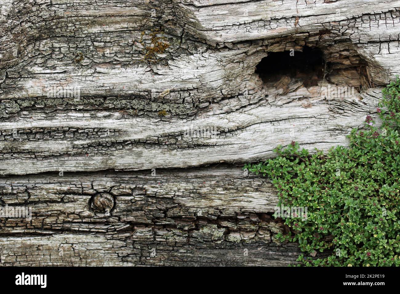 Getrockneter Baumstamm für Wildtiere mit Rissen und Knoten Stockfoto