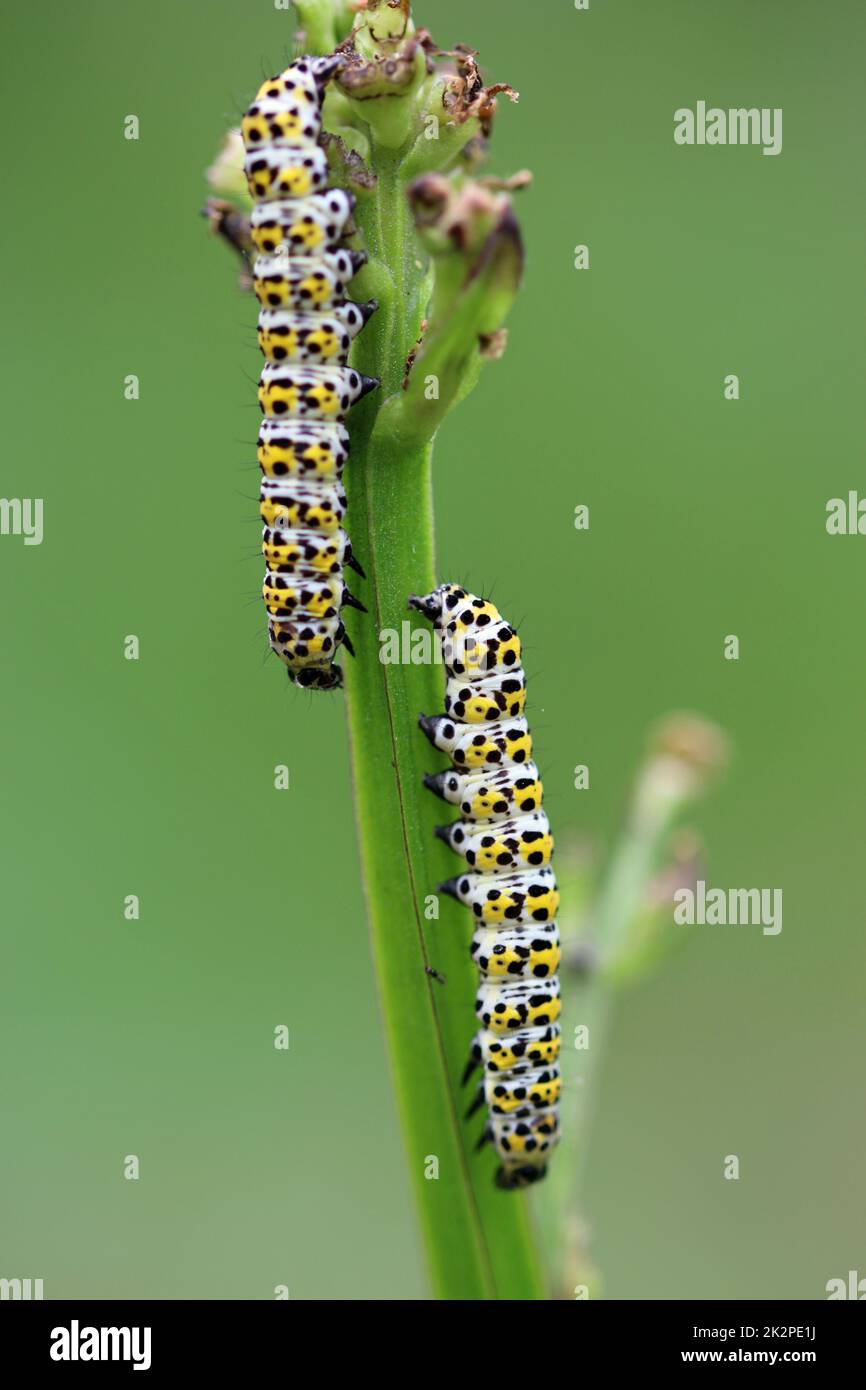 Mulleinmottenraupen, die sich von Feigenwürze ernähren Stockfoto