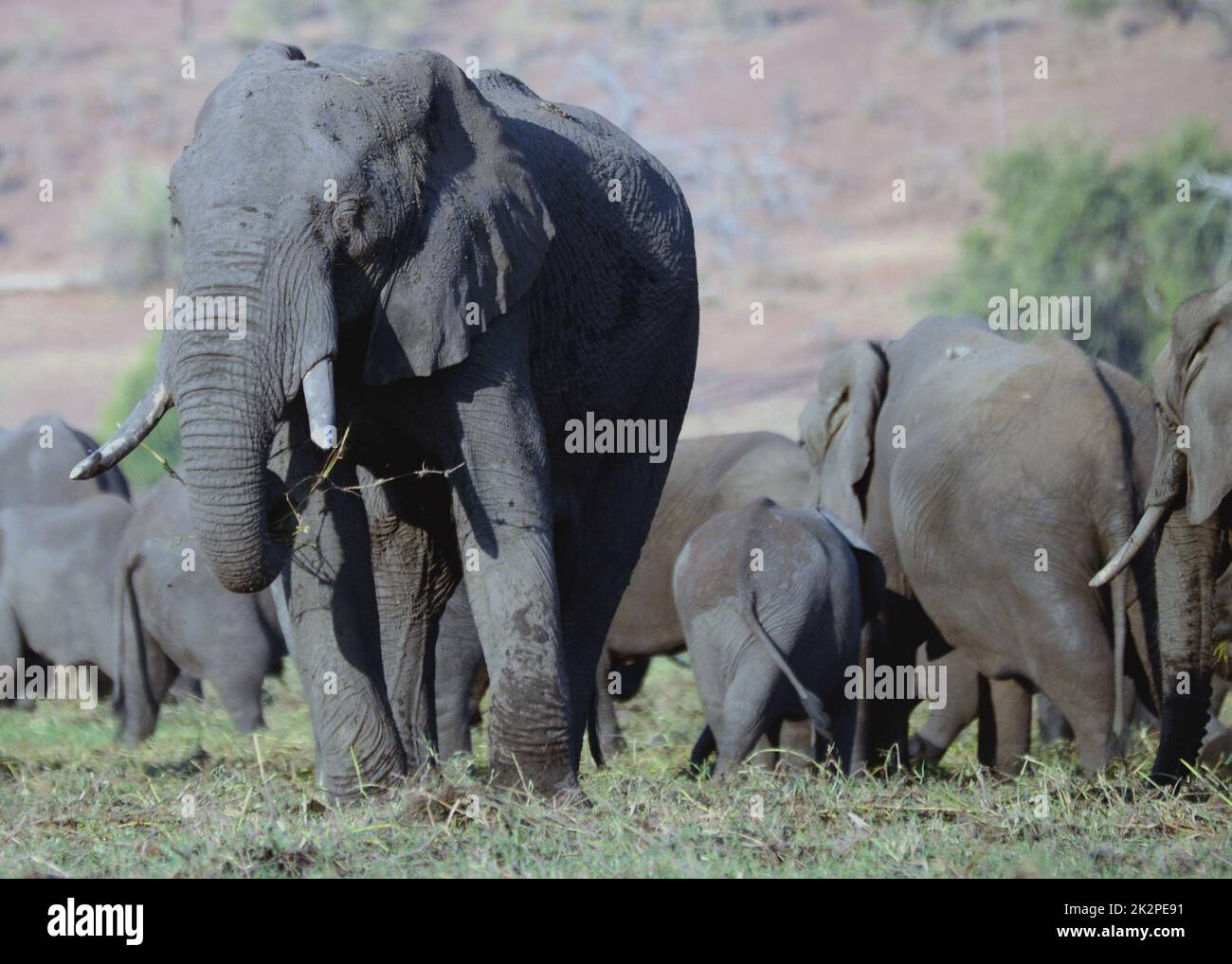 Elefanten am Chobe River in Botswana, Afrika Stockfoto