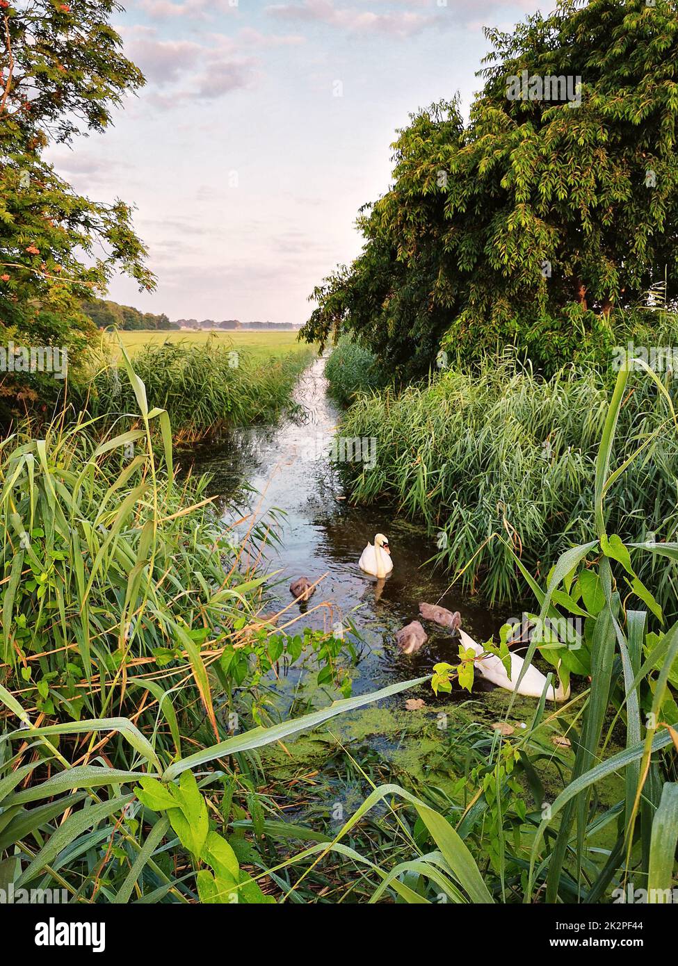 Schwan Familie Stockfoto