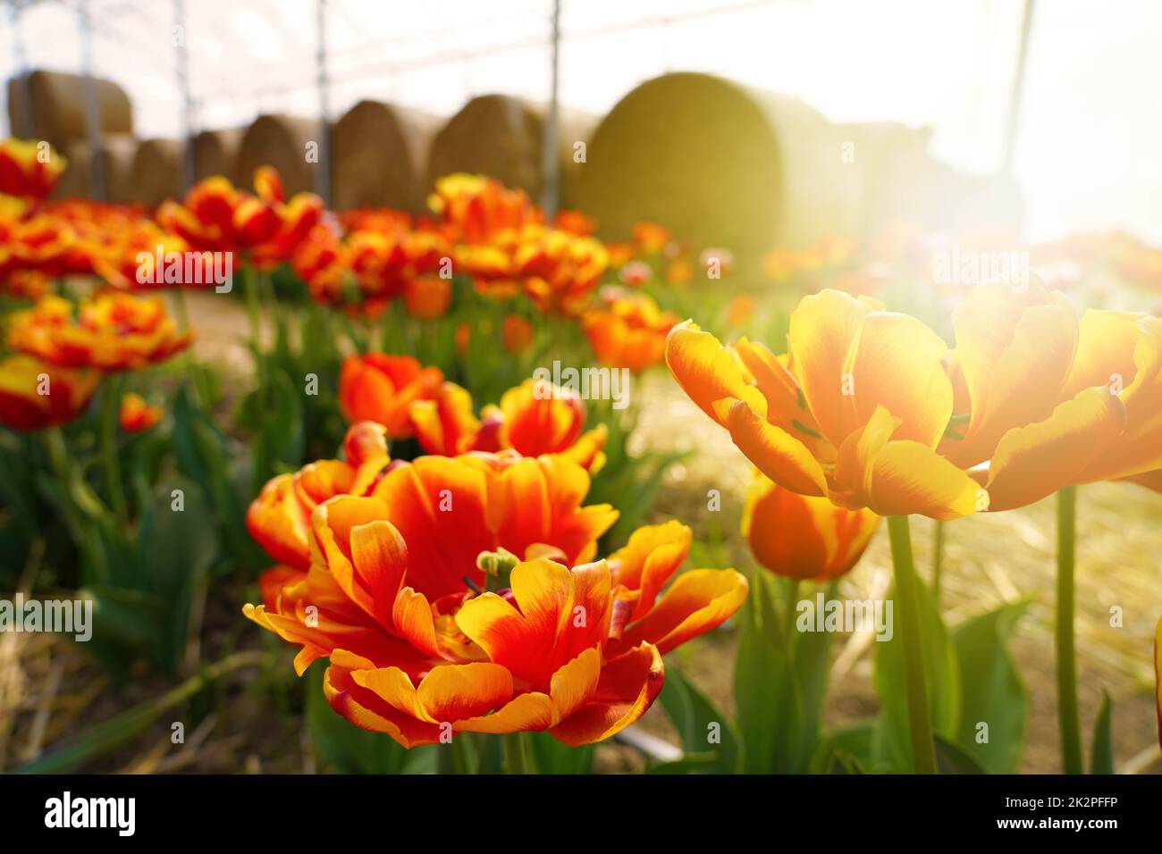 Farbenfrohe Tulpen wachsen und blühen im Frühling bei Sonnenuntergang auf den Feldern Stockfoto