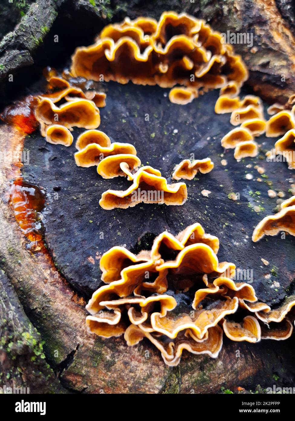 Pilz-Stereum-Stumpf auf einem Baumstamm Stockfoto