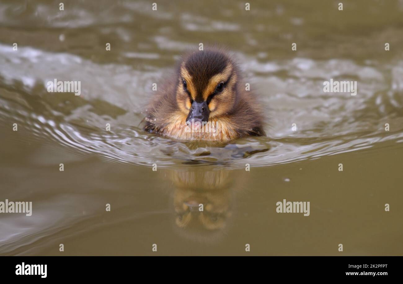 Mallard Entchen Schwimmen in natürlicher Umgebung auf einem See Stockfoto