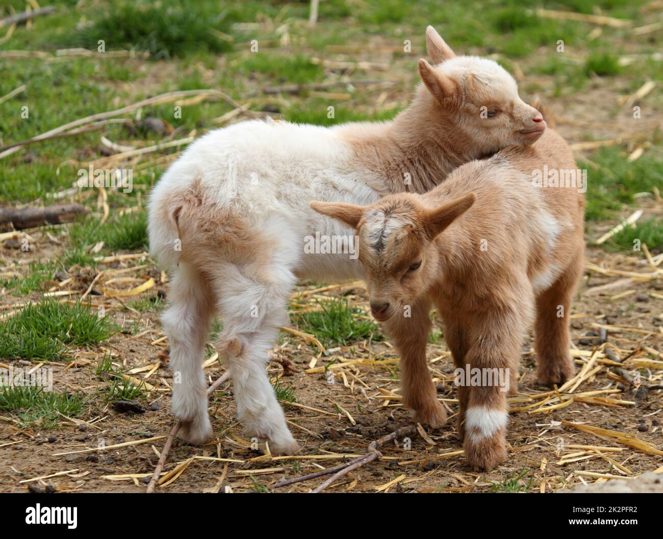 Zwei niedliche Ziegen auf einem Bauernhof kuscheln draußen miteinander Stockfoto
