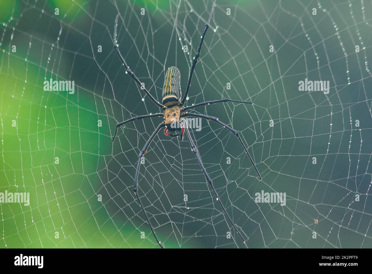 Golden Orb-Weaver Spider Knit große Fasern entlang der vertikalen Linie zwischen den Bäumen. Das Weibchen hat eine Größe von 40-50 mm. Stockfoto