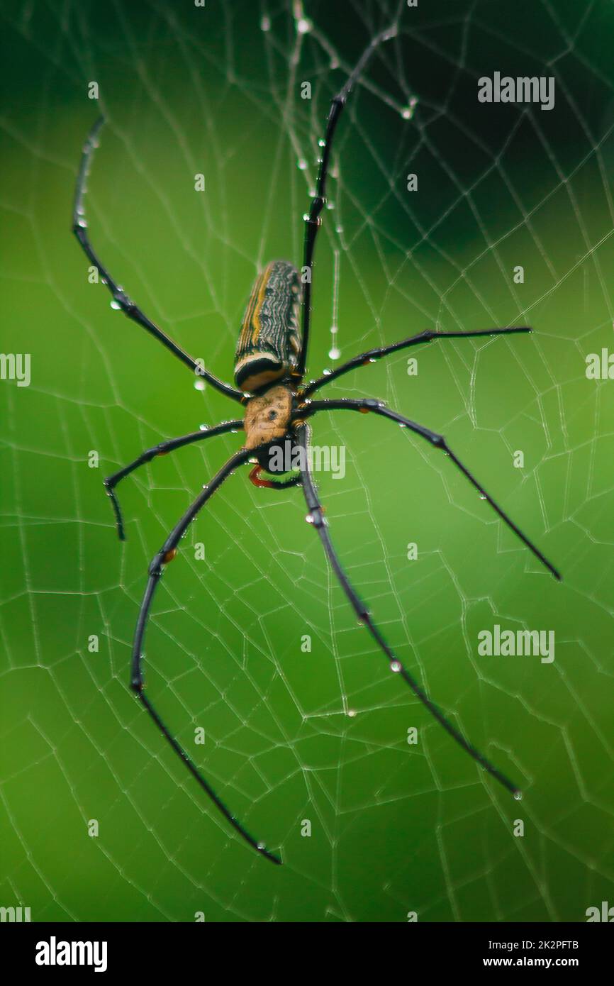 Golden Orb-Weaver Spider Knit große Fasern entlang der vertikalen Linie zwischen den Bäumen. Das Weibchen hat eine Größe von 40-50 mm. Stockfoto